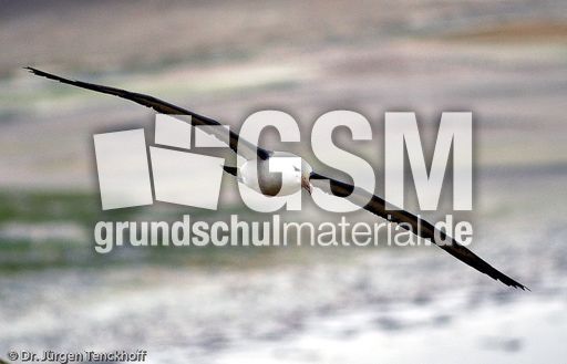 Schwarzbrauenalbatros (47 von 52).jpg